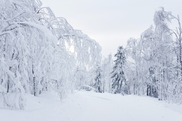 winter snowy road among frozen trees in a frosty landscape
