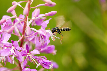 A bee flies to the flower for honey. Close-up