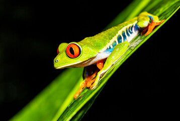 red eyed frog