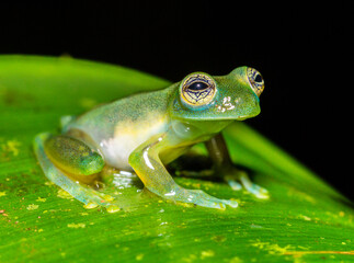 frog on a leaf