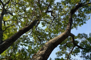 Look at the  trees at the exercise garden.