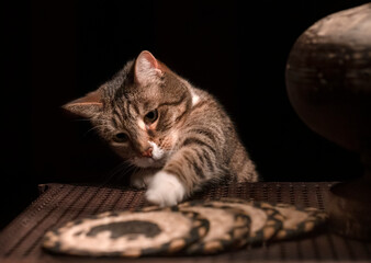 Tabby cat reaching for a treat with a black background