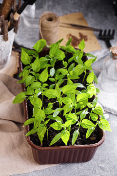 Pepper seedlings plants in plastic container on rustic table