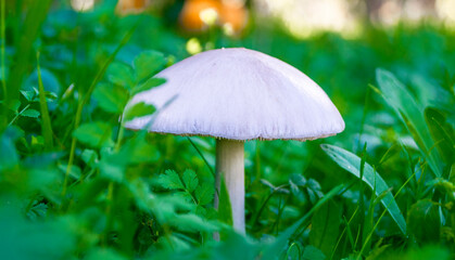 White mushroom growing in the middle of the forest