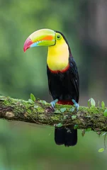 Washable wall murals Toucan toucan on a branch