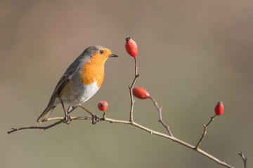 Fine art portrait of Red robin at sunrise perched on dog rose (Erithacus rubecula)