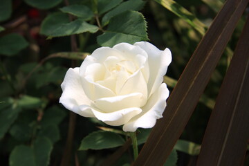 róża, biały, wielkokwiatowa, bukiet, walentynki, urodziny, imieniny, dla kobiety, zapach,...