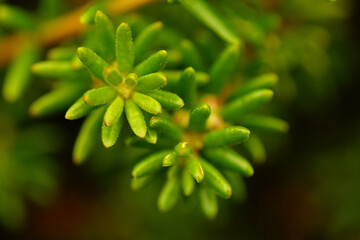 Evergreen shrubs in the arctic tundra