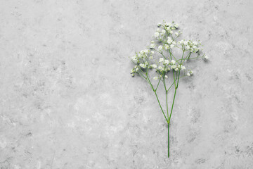 Small white flowers of gypsophila on gray concrete grunge background. Top view, flat lay.