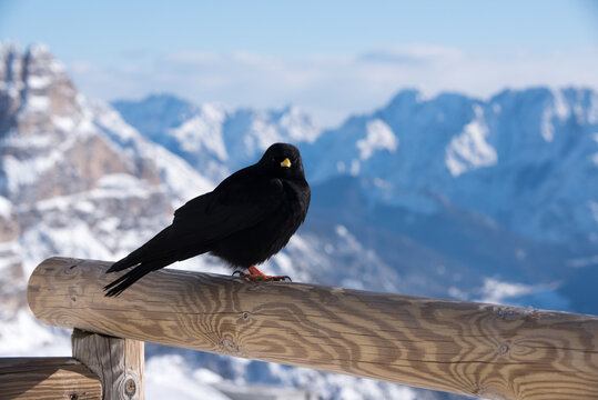 un bel esemplare di gracchio alpino mentre si guarda attorno alla ricerca di cibo, un bel uccello nero immerso nel paesaggio invernale delle dolomiti