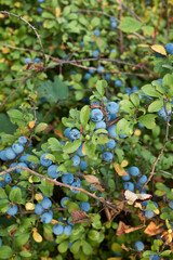 Prunus spinosa