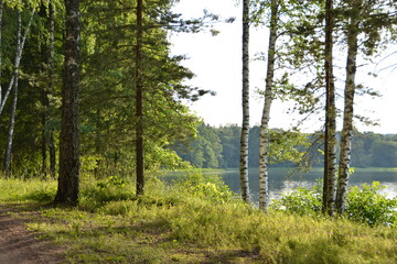 Through the trunks of birches and firs, you can see the lake, the opposite bank of which is a dense forest, illuminated by a bright, summer sun.