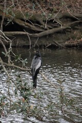 Back View of Anhingas Bird Perched In Tree Over Water