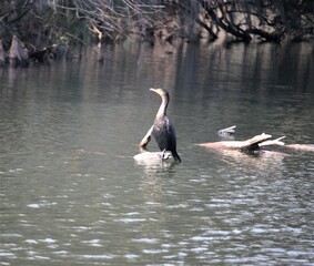 Double Crested Cormorant Standing On Log In Lake