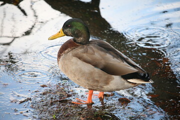 Male Mallard Duck Standing In Water, Close Up