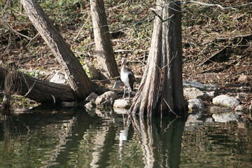 Juvenile American White Ibis Standing Next To Water