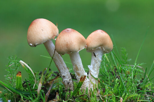 Lepiota oreadiformis, a dapperling mushroom from Finland with no common english name