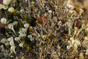 National park, lichen in the tundra