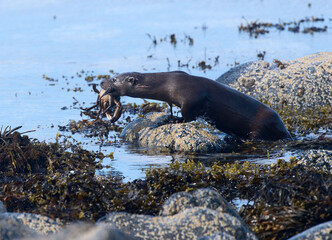 Otter with catch of crab