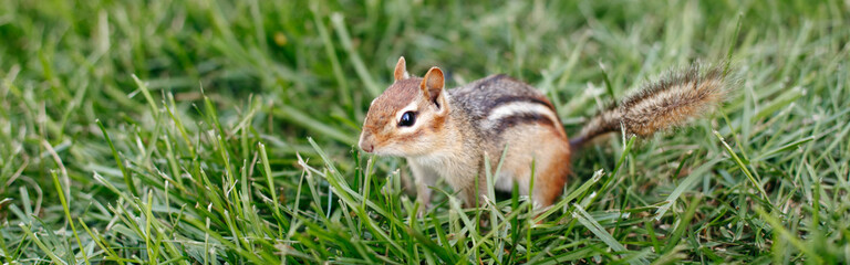 Naklejka na ściany i meble Cute small striped brown chipmunk sitting in green grass. Yellow ground squirrel chipmunk Tamias striatus in natural habitat. Wild rodent animal in nature outdoors. Web banner header.