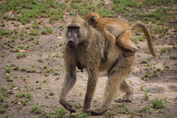 A mother baboon with her baby in Hwange National Park, Zimbabwe