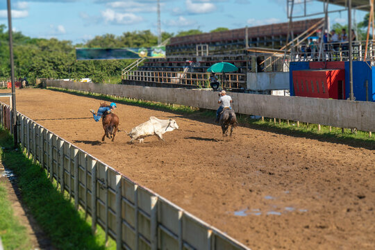Coleo competition with horses and cow. Concept of sport indigenous to the eastern plains