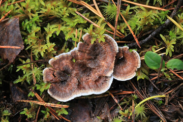 Phellodon tomentosus, also called Hydnum tomentosum, commonly known as Woolly Tooth, wild fungus from Finland