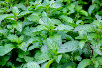 Mint plant in the vegetable garden. Background of mint leaves