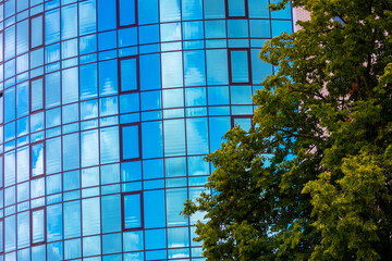 Fototapeta na wymiar Green tree near a modern multi-storey building with a glass facade
