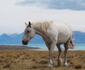 Obraz na płótnie Canvas Patagonia Argentina Horse 3