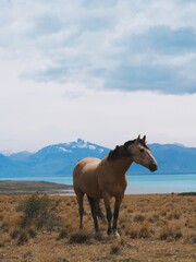 Patagonia Argentina Horse 2