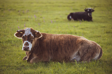 Two wild cows