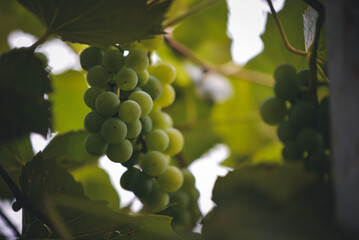 vitis vinifera with unripe fruits. white vine in the autumn. rich grape harvest in the village