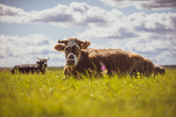 Wild cows in the field