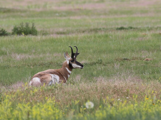 Pronghorn (Antilocapra americana) Resting in a Field