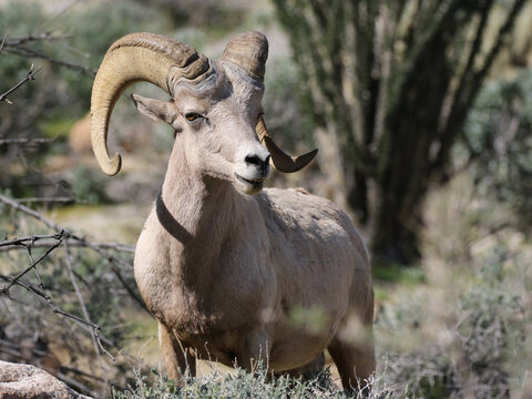 Male Desert Bighorn Sheep - Ovis canadensis nelsoni