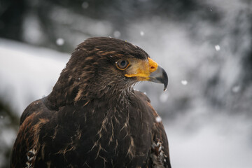 Wüstenbussard Portrait
