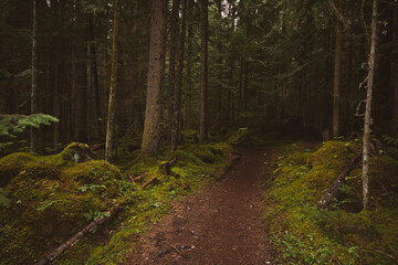 Deep forest trail path empty background