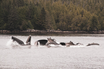 Obraz premium Humpback whales feeding near shore