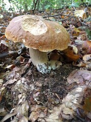 mushrooms in the forest