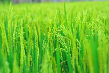 Paddy fields. Early stages of one of world's most commons staple food - the rice