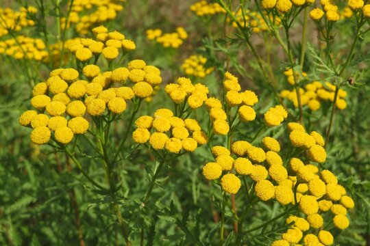 Beautiful tansy flowers in the field