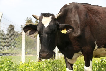 peasants engaged in the cultivation of calico black cows