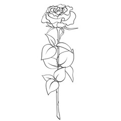 Single rose flower with stem and leaves isolated on white background. Blooming bud, thorns, black outline hand drawn sketch. Vector for congratulation, gift, plant, nature illustration, coloring book.