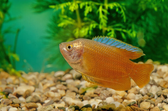 Dwarf gourami