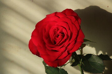 Beautiful red rose in background