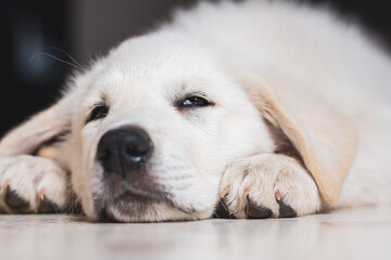 Puppy peaking with one eye Pyrenese