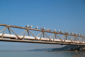 Seagulls on the rusty metal construction with coastline and blue sky background