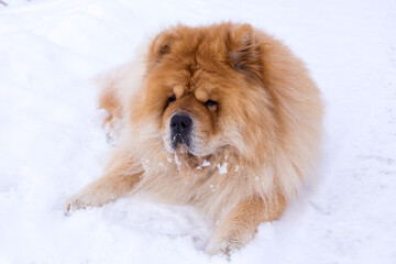 Large beautiful reddish blond chow chow lying down relaxing in pristine fresh snow in the morning