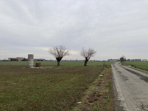 gelsi in pianura padana